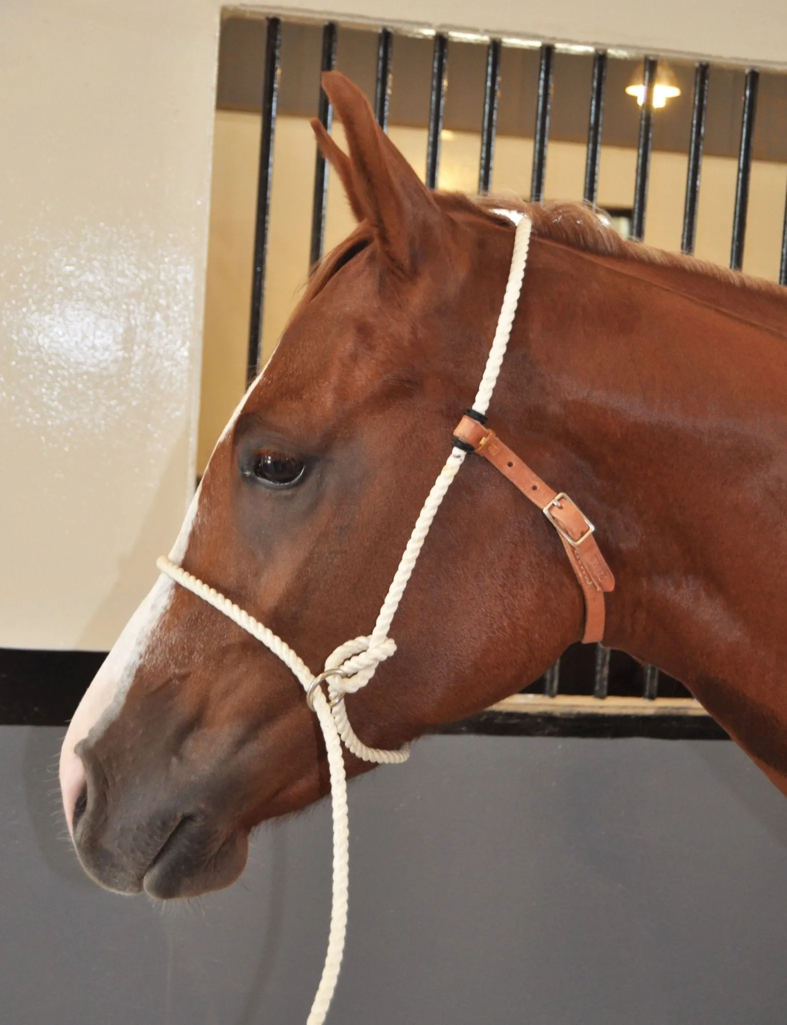 Training Halter